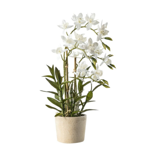 Orchid 56cm