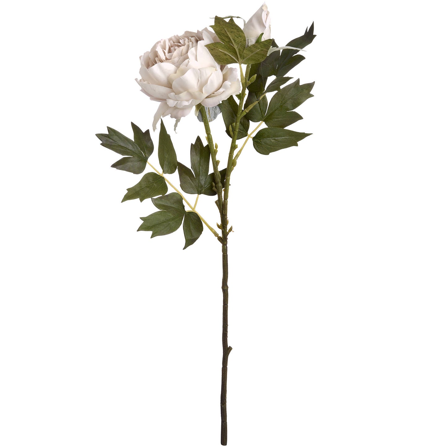 Three Grey Peony Rose Stems