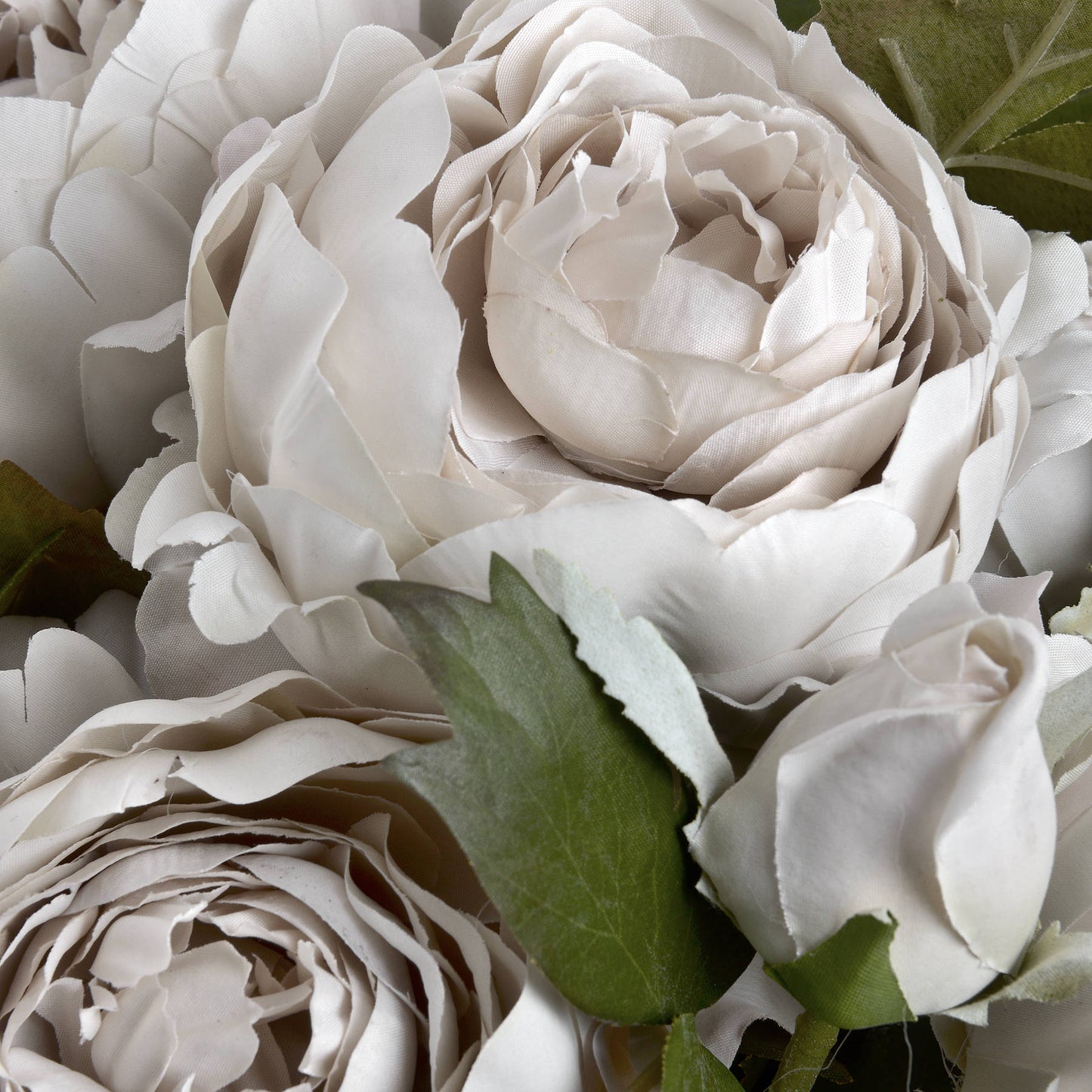 Three Grey Peony Rose Stems