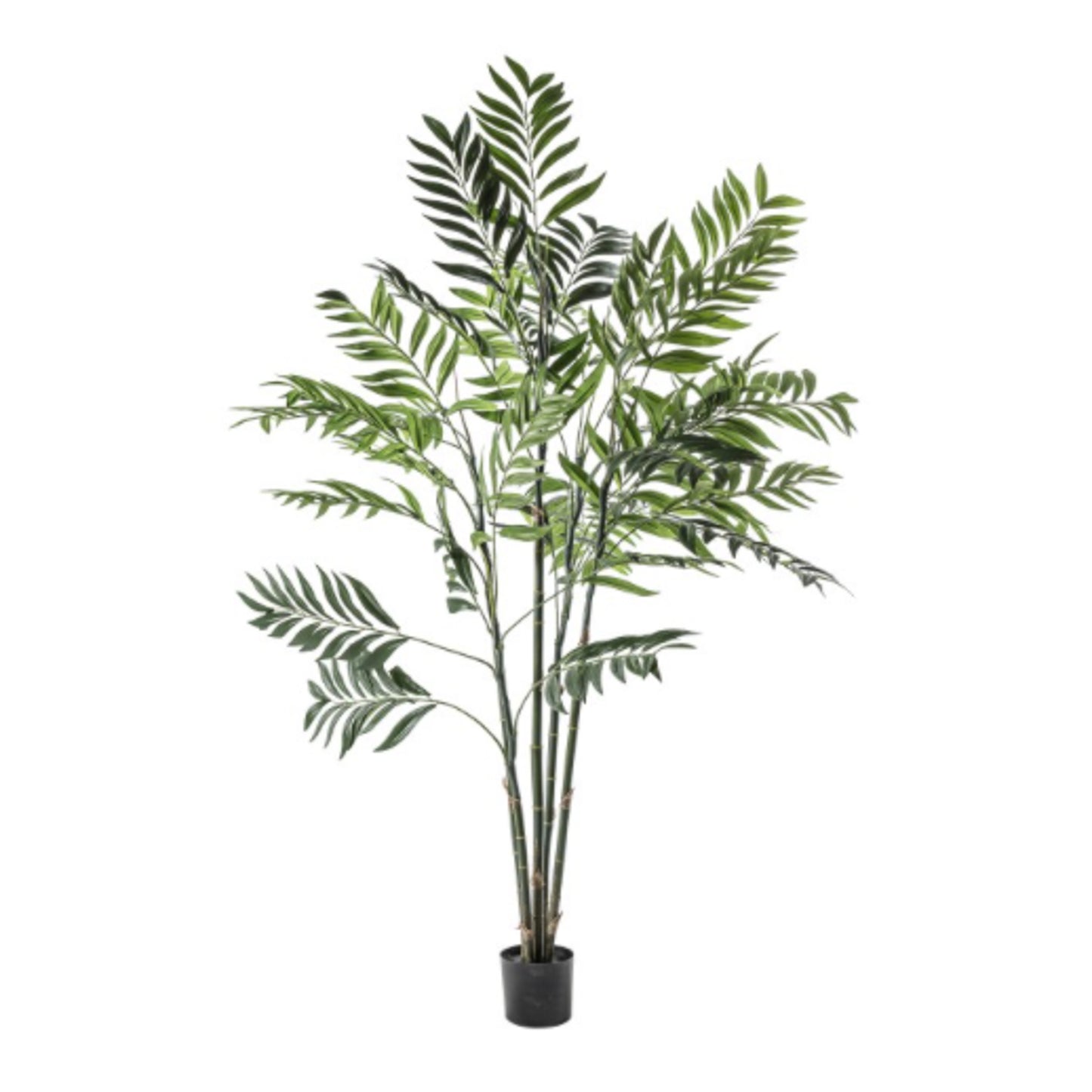 Areca Palm Tree 152cm