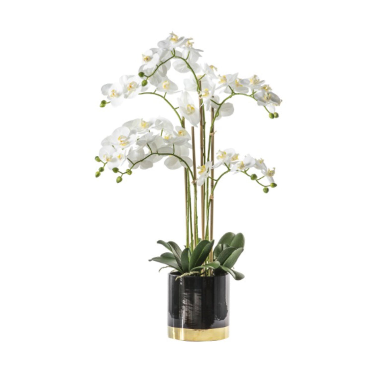Orchid with black and gold pot 80cm