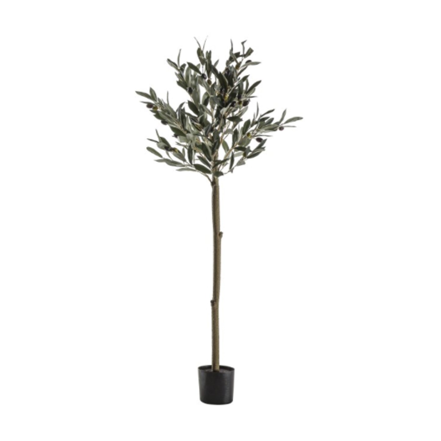 Medium Olive Tree 1.2m