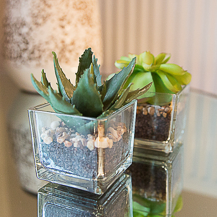 2pk Miniature Succulent in Glass Pot