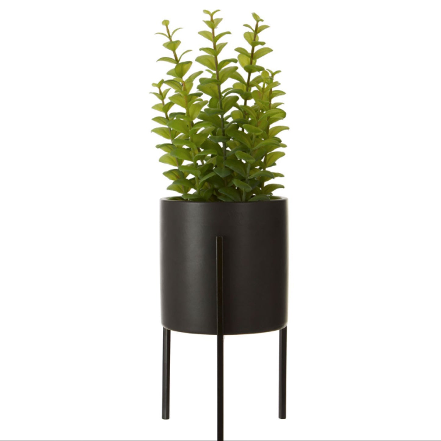 Thyme in Black Ceramic Pot with Stand 30cm