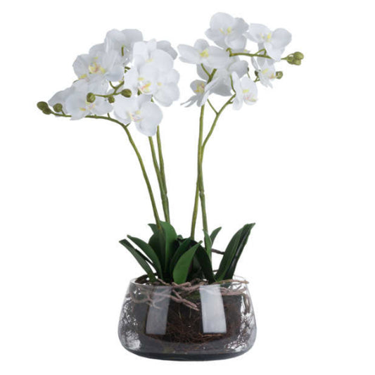 Luxury Medium White Orchid in Glass Pot 61cm
