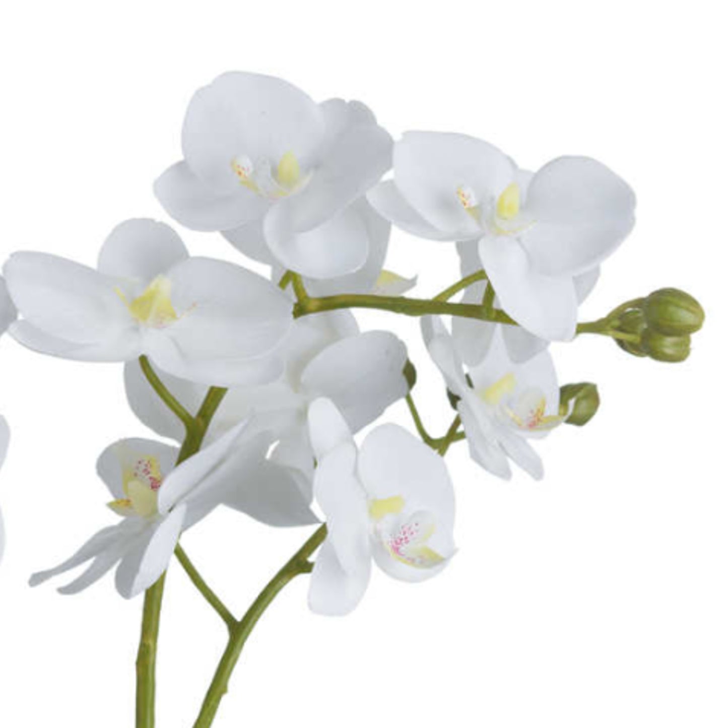 Luxury Medium White Orchid in Glass Pot 61cm